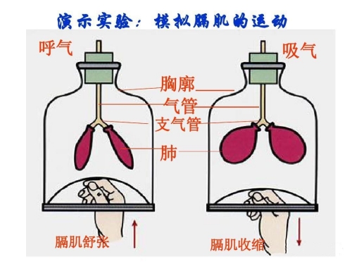 肺部運(yùn)動(dòng).jpg